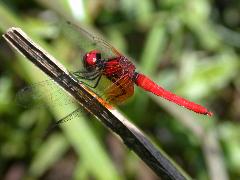 小紅蜻蜓 
